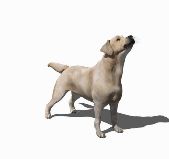 精品动物模型-狗 (9)